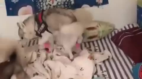 Funniest_Cats_and_Dogs_Funny_Animal_Videos#30