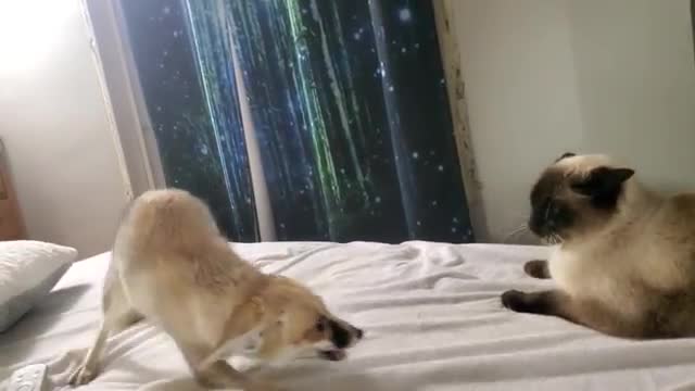 Sand fox vs Siamese cat