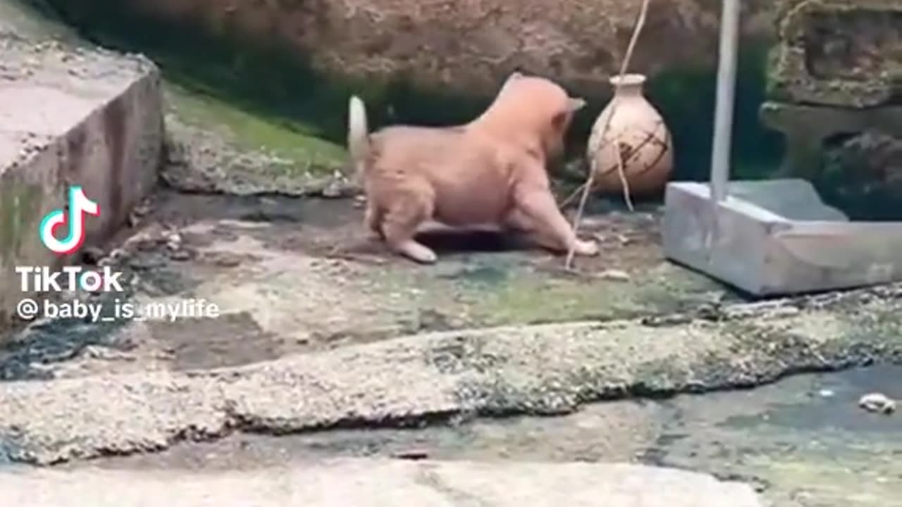 Funny video