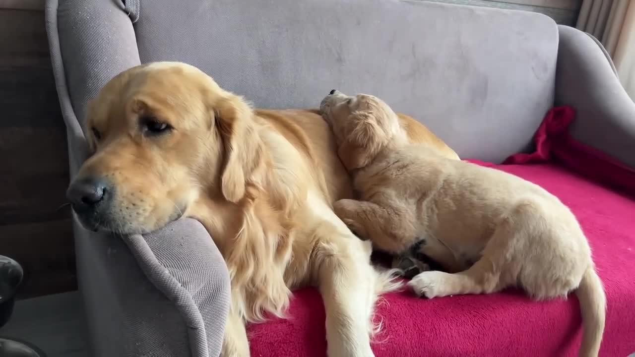 Inexperienced Dog Dad Learns To Parent His Puppies