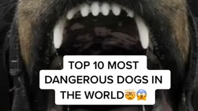 dangerous dog in the world