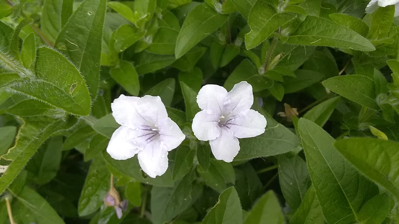 Ruellia Humilis