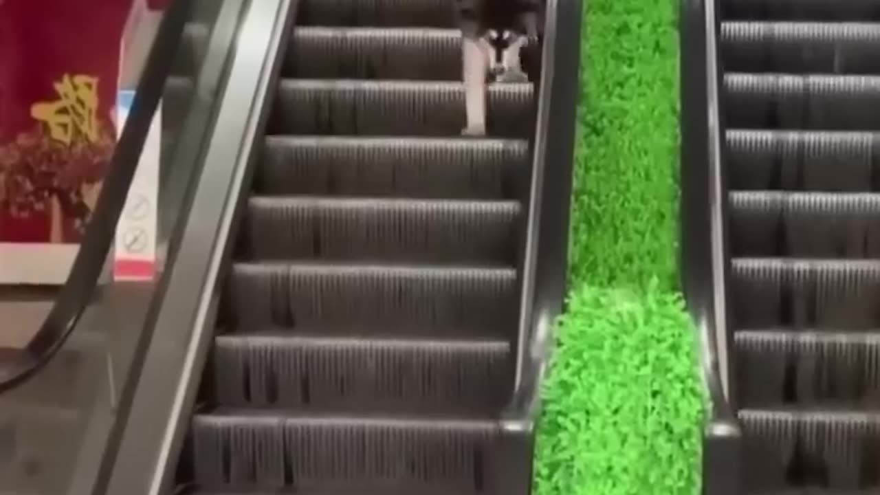 Most funniest video cat