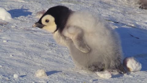 Super cute penguin chick tries to make friends