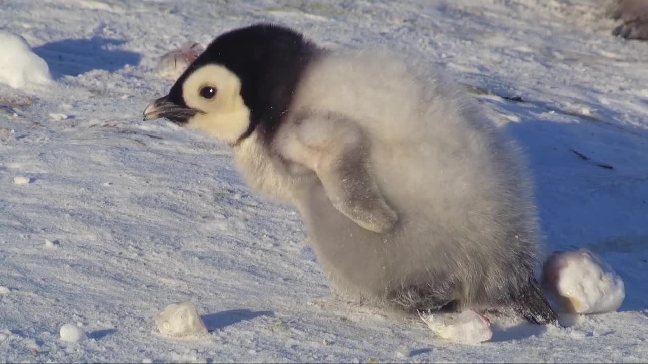 Super cute penguin chick tries to make friends