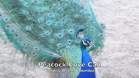 Peacock Love Call