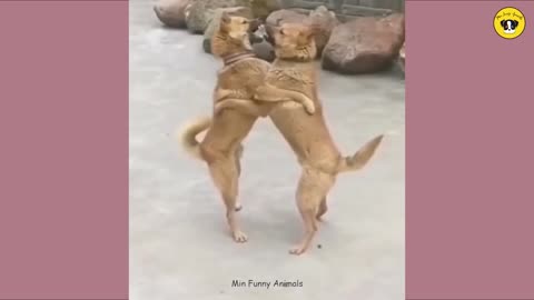 the best funny animals videos 2025