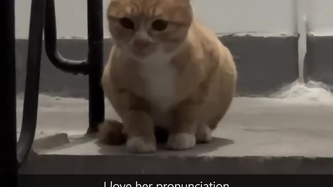 Funny Pets _ 2024😂 Funny Dogs And Funny Cats Videos 🐱 🐕 😄 #70