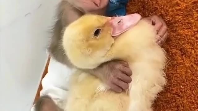 Monkey 🐒 duck love 😂
