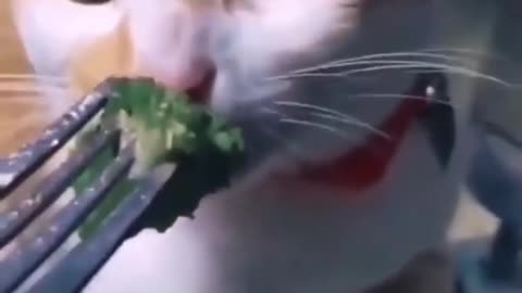 Compilation cats funny and cute