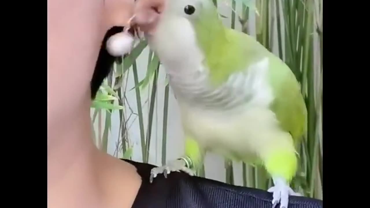 funny parrot