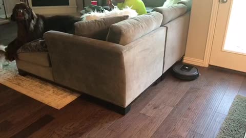 Giant dog ironically scared of tiny machine