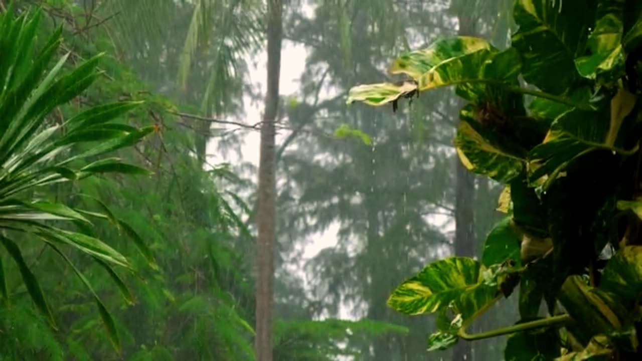 Heavy rain in slow motion on the tropical forest