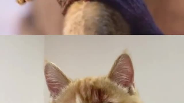 Movie vs real cat video | funny cat video
