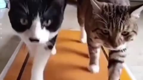 Funniest cats🐱In The World😂 Funny and Fails Pets Video #39 #cats #funny #animals