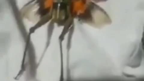 IS THIS A LIVE FAIRY?