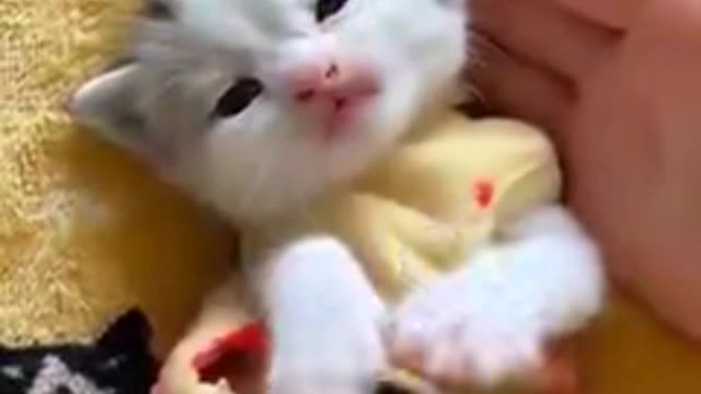 Kitty cute!!!