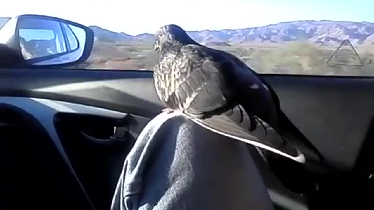 Clovey on a New Mexico Road Trip 4
