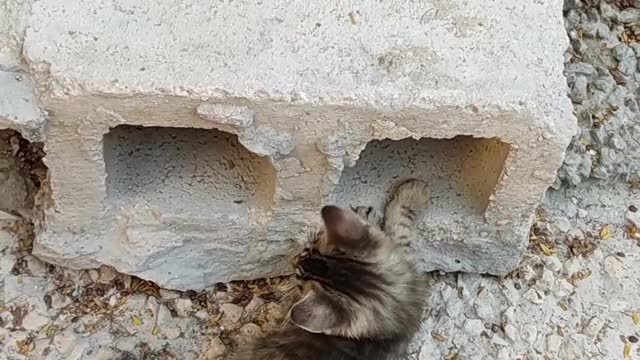 Funny cats that she loves to play, really is a hooligan.