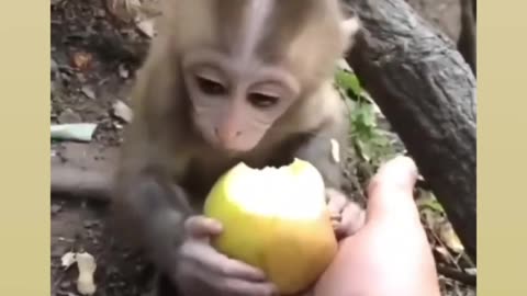 Manki eating apple 🍎