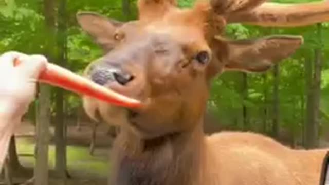 This guy feeding this bull a funny way