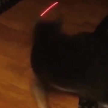 Cat Vs Laser Pointer