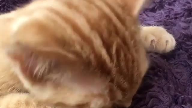 This is said to be a habit of cats when they were young