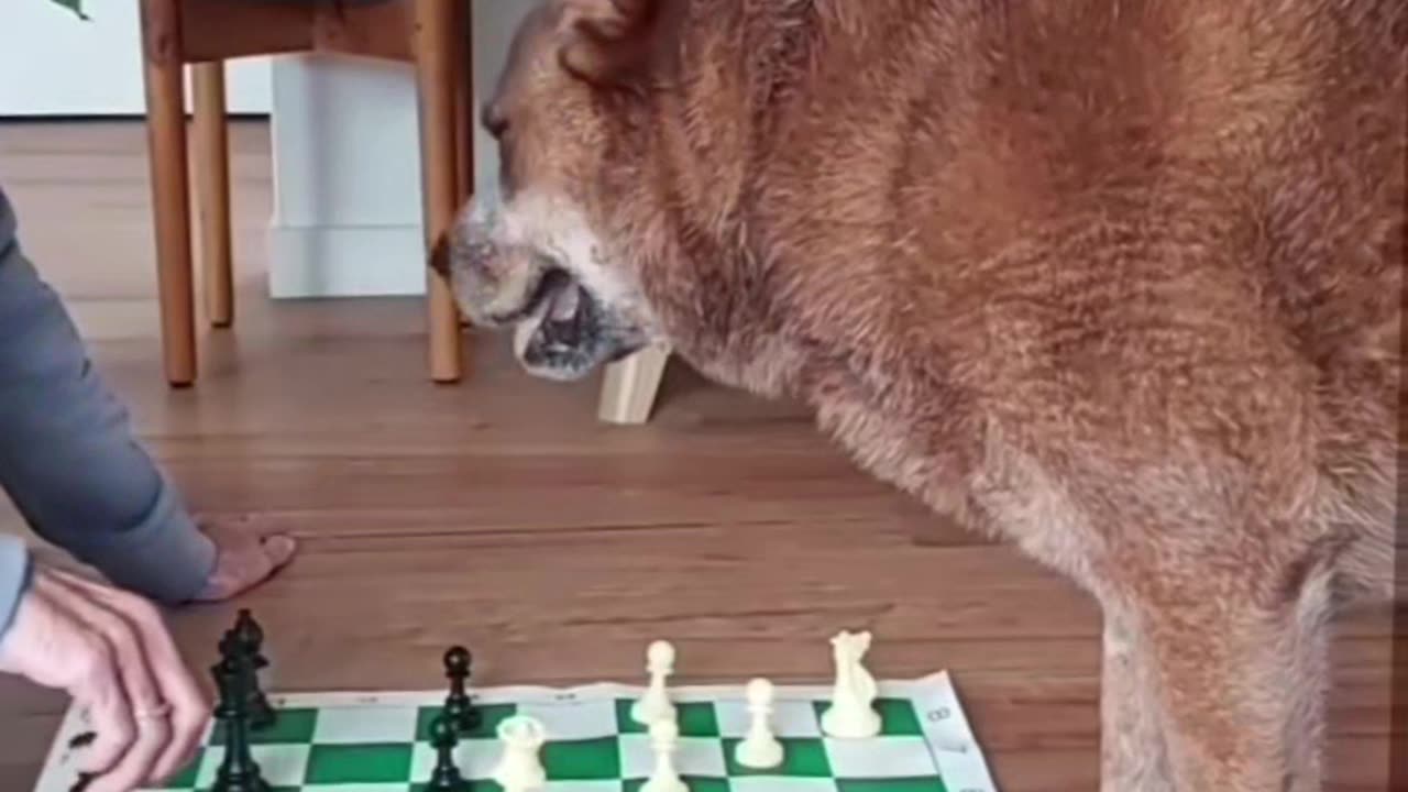 Dog #viral#video#