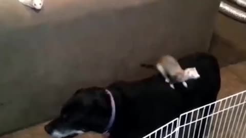 Animal funny video 😂 funniest cats and dogs video 😺🐶