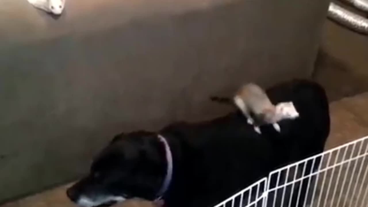 Animal funny video π funniest cats and dogs video πΊπΆ
