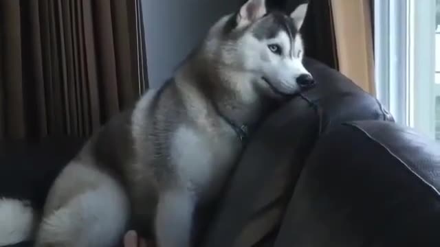 A dog lying on the sofa.