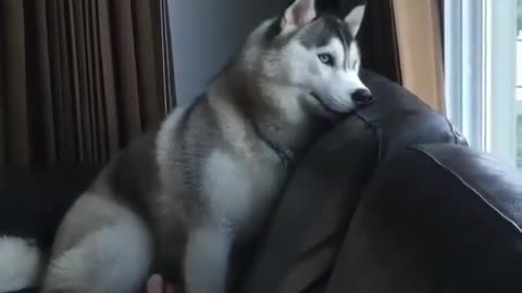 A dog lying on the sofa.