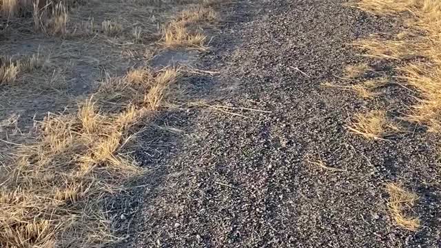 Doberman gives flight instruction...now you take the stick!