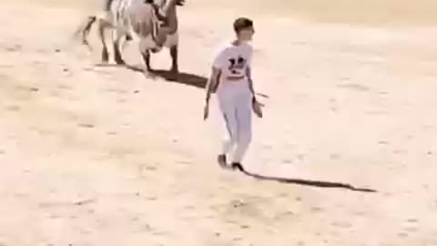 Funny man and OX