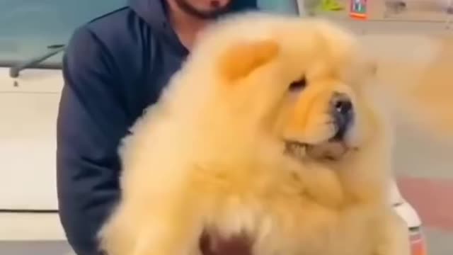 World healthest CHOW CHOW DOG chow