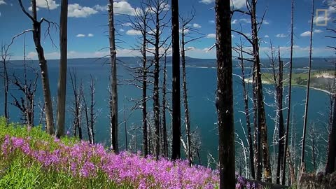 Relaxing Hour in Yellowstone’s Beautiful Landscapes National Geographic