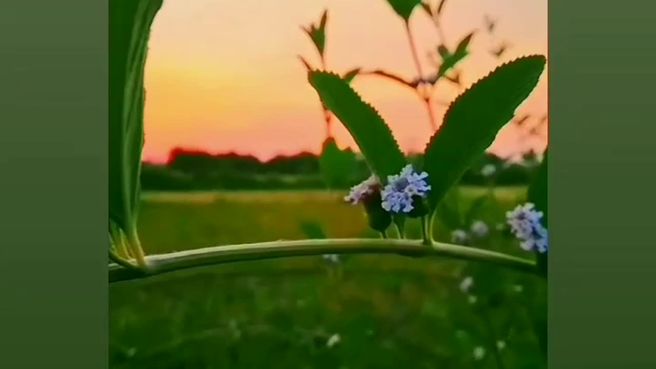 natural beauty