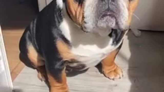 Confused pup has priceless reaction when he hears a fly