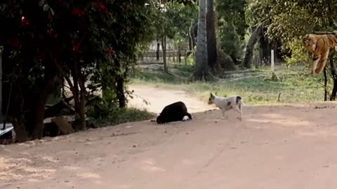Prank on street Dog & fake Lion and Tiger Prank To dog & Prank to dog
