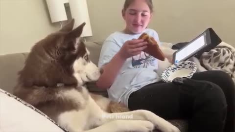 Try_Not_To_laugh_Hour_Of_Funniest_Animals_Video_2023___Pets_Island(360p)