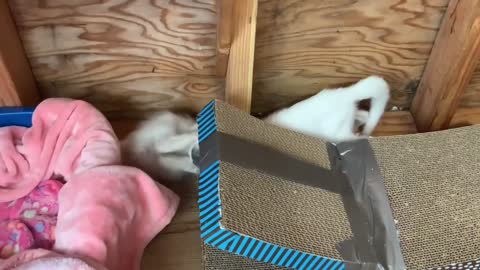 #4 Rescued Kittens Have The Most Special Relationship With The Owner | Cats play fight | Cat Simba