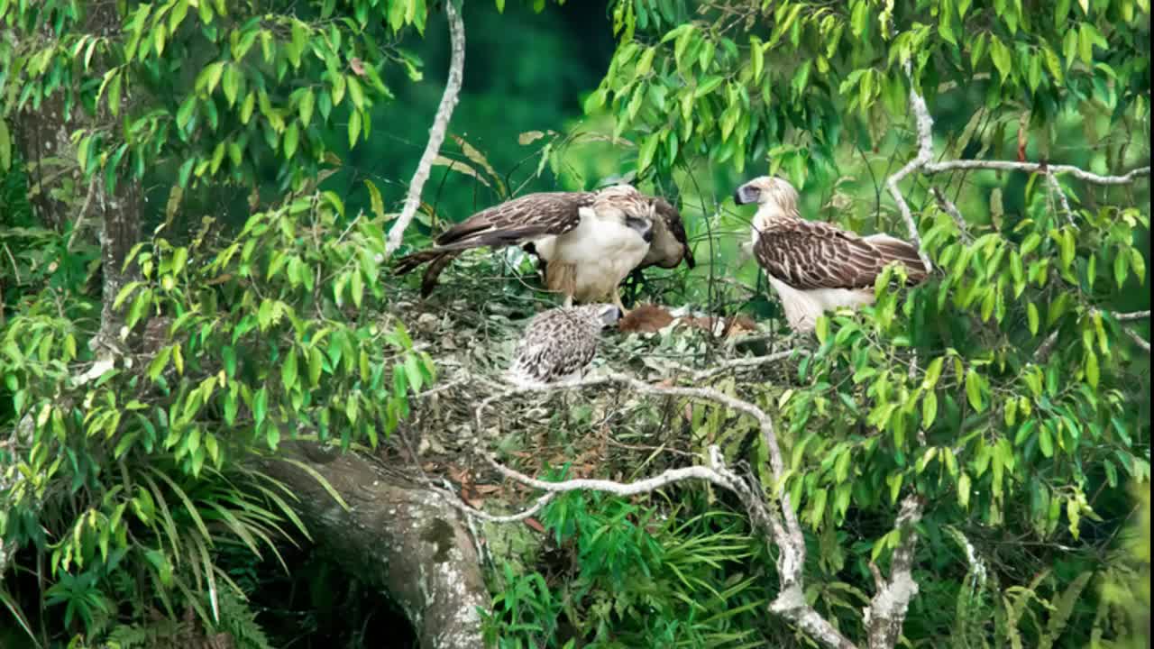 Philippine Eagle Vs American Bald Eagle Vs Golden Eagle - The Strongest?