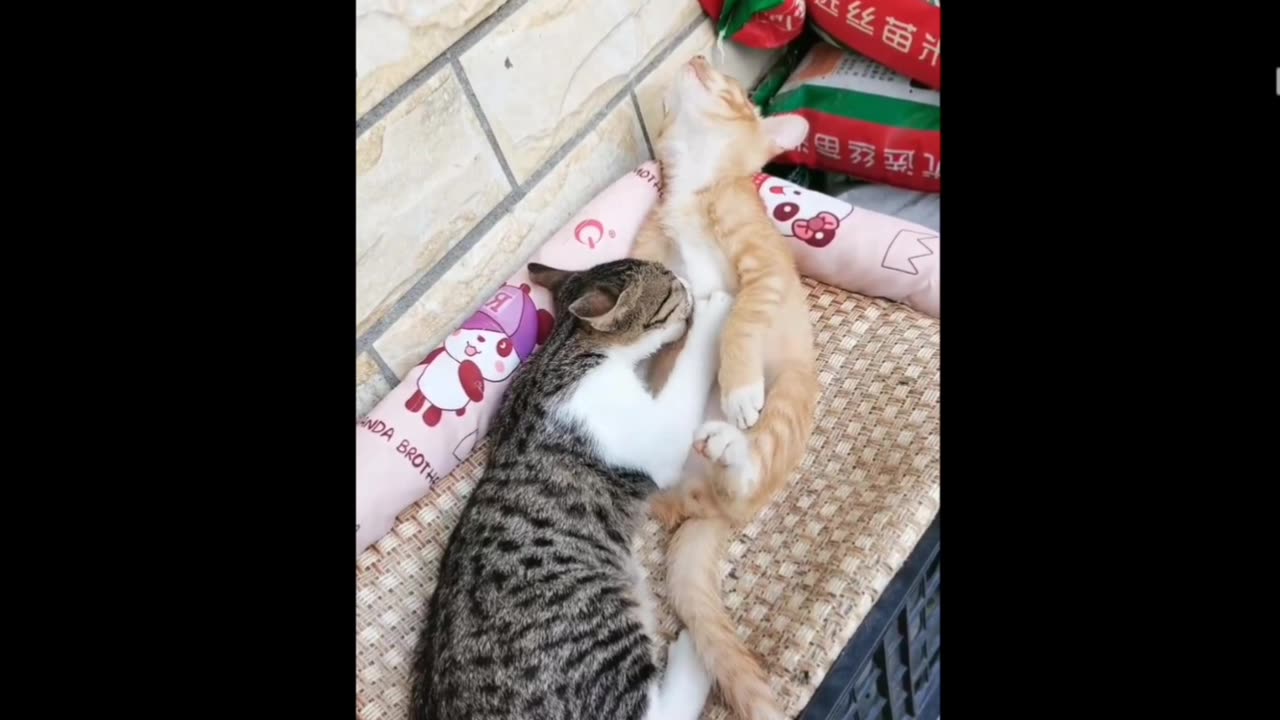 Funny cats doing so funny