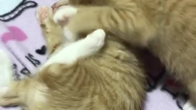 Funny cat chat