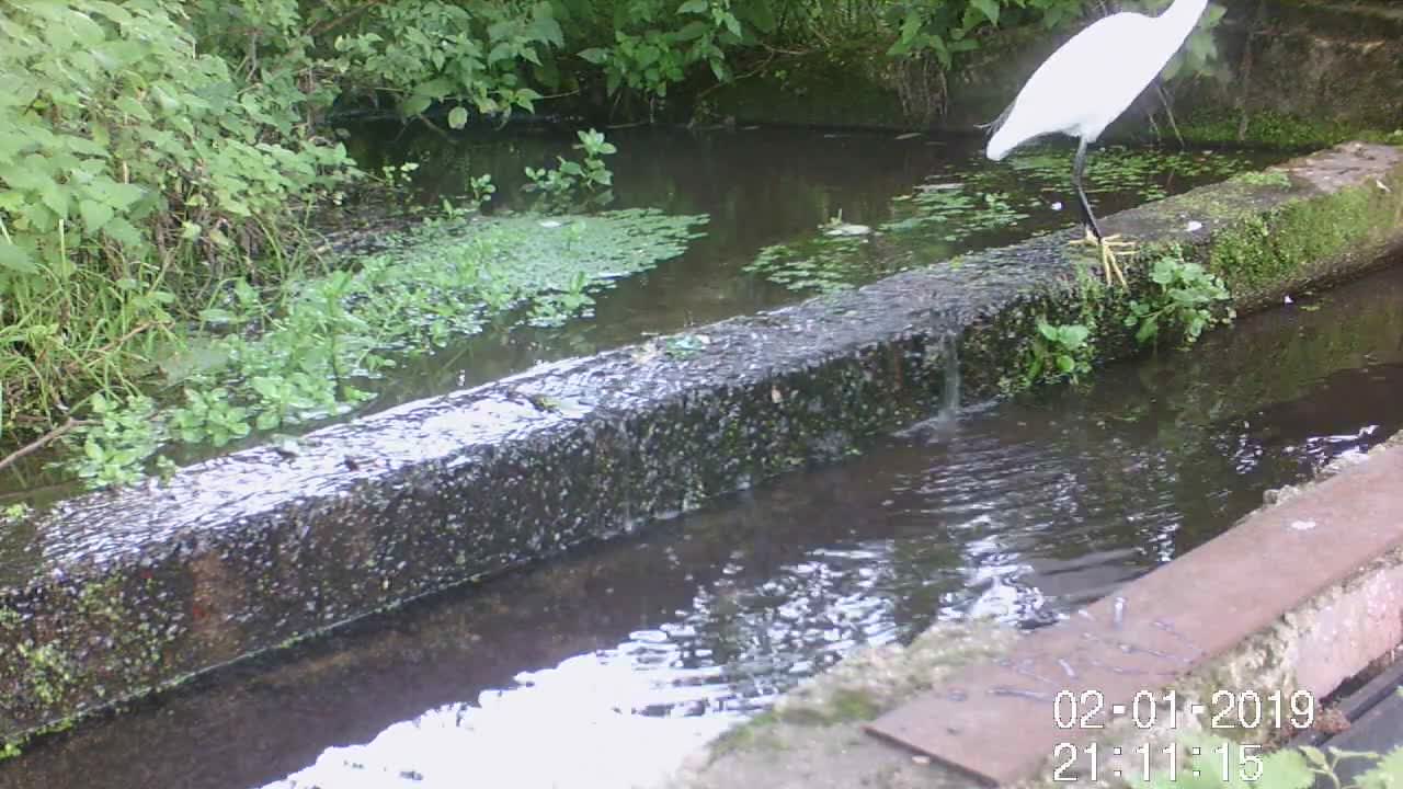 Little egret 2 21st Sept 2022