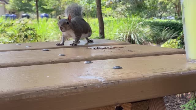 Squirrel dood does whatever it thinks
