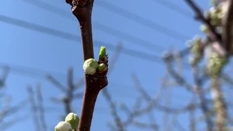 The seeds will germinate slowly, the scenery is so beautiful, spring is coming