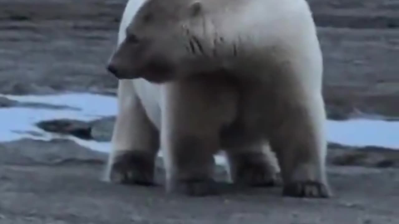 I just want everyone to look at the size of this huge Polar Bear 🐻‍❄️😮