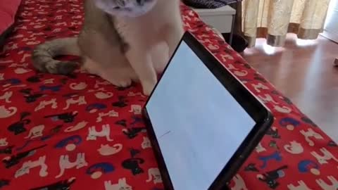 A cat chasing a mouse on the internet 🤣🤣