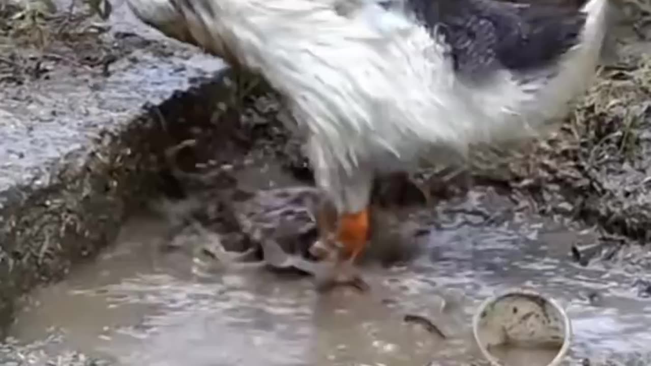 cute animals cute pet viral videos